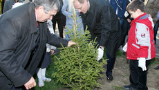 Теперь деревца будут радовать горожан своим ярким вечнозеленым нарядом. Фото Аркадия УВАРОВА