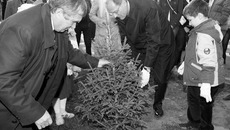 Теперь деревца будут радовать горожан своим ярким вечнозеленым нарядом. Фото Аркадия УВАРОВА