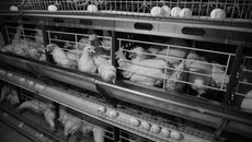 Птицеводство в условиях равных возможностей  с зарубежными производителями может оказаться  в зоне риска. Фото Бориса МОСКВИНА