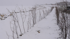 На береговой линии сделана отсыпка из горной массы, далее посажены кустарники. Фото Михаила ПЕРМИНА