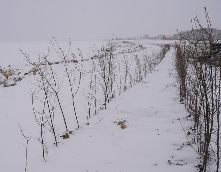 На береговой линии сделана отсыпка из горной массы, далее посажены кустарники. Фото Михаила ПЕРМИНА