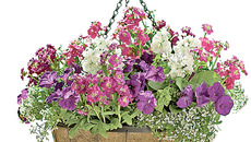 Фото с сайта www.gardeners.com