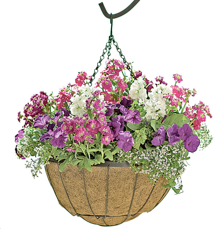 Фото с сайта www.gardeners.com