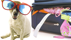 Фото с сайта www.petsit.com