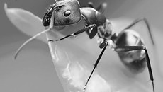 Фото с сайта www.bhimpics.com