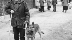 Ежегодную вакцинацию для домашних животных никто не отменял.  Фото Андрея БАУЛИНА