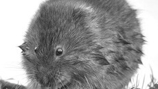 Фото с сайта www.catsmob.com
