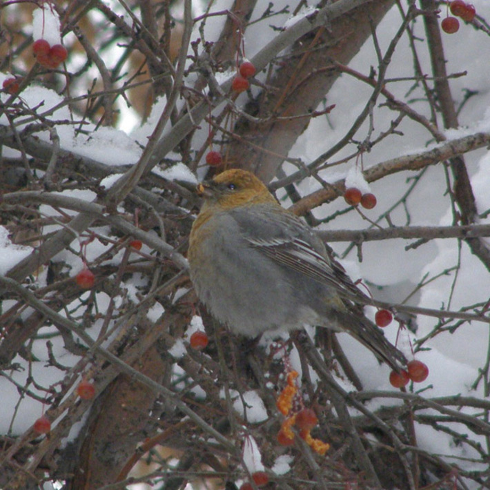 Фото Игоря ВОЛОШИНА
