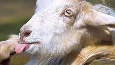 Фото с сайта www.bankoboev.ru