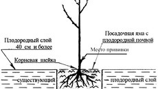 Фото с сайта www.varyag1.ru