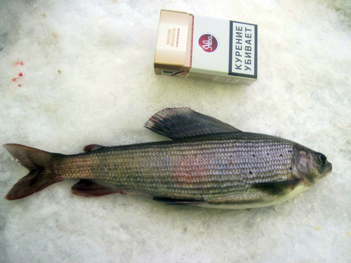 Фото с сайта Fishingsib.ru