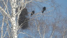 На фото Игоря Волошина: пара грачей, только что и явно преждевременно прибывших на место гнездования, сидят у прошлогоднего гнезда, нахохлившись на холодном ветру.