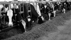 Фото предоставлено Управлением Россельхознадзора по НСО