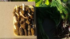Вот этот лоток сморчков на площади Маркса сегодня утром продавали за 100 рублей