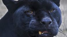 Фото самки ягуара предоставлено Новосибирским зоопарком