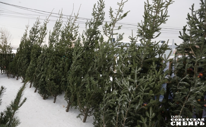 Фото из архива ИД «Советская Сибирь»
