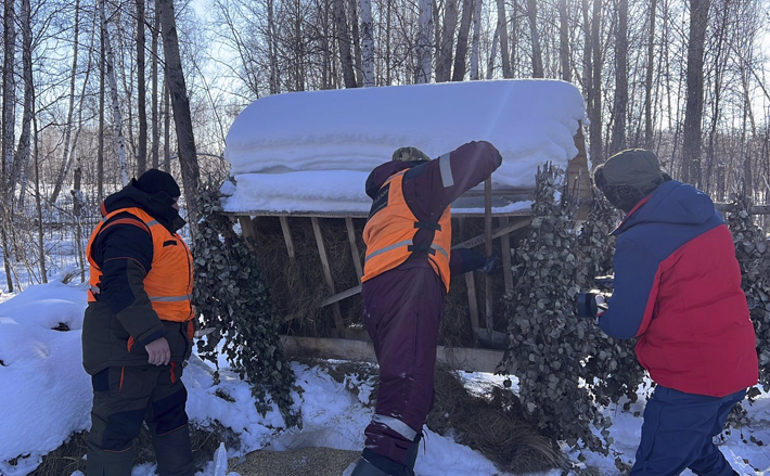 «Столовая» пользуется большим спросом у лосей и косуль — охотники и специалисты минприроды региона постоянно пополняют эту и другие кормушки. Фото: mpr.nso.ru