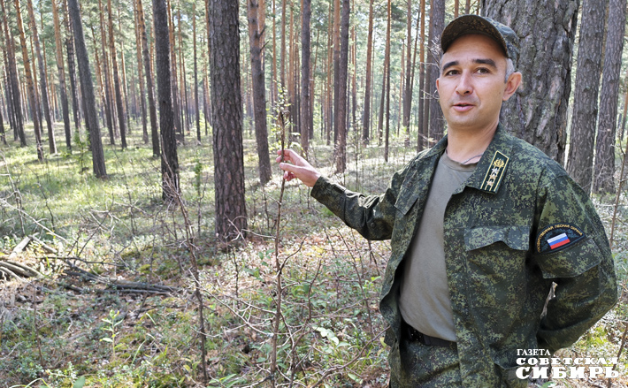 Антон Басалаев демонстрирует полностью съеденные посадки — эти сосны обгладывали несколько зим подряд. Фото: Светлана Фролова