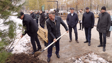 Крупномеры высаживать непросто, но региональные парламентарии справились. Хочется верить, что пушистые зеленые красавцы приживутся на новом месте. Фото: zsnso.ru