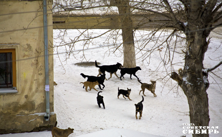 Фото: архив ИД «Советская Сибирь»