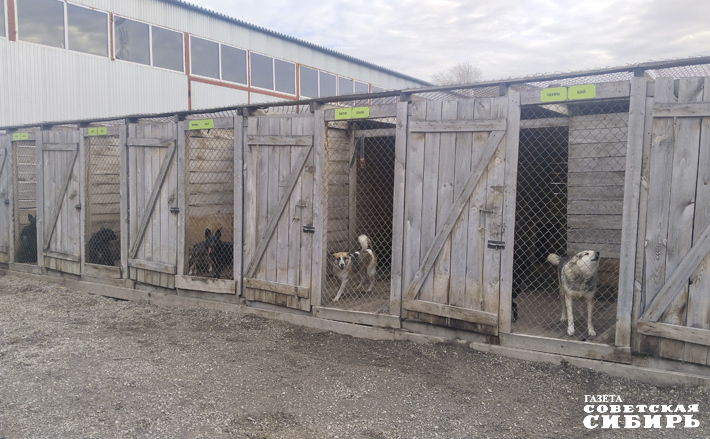 В минсельхозе, курирующем нашу поездку в приют, сообщили, что в настоящее время действующим организациям требуется тысяча дополнительных мест для размещения бездомных животных. Фото: Алёна Коврова