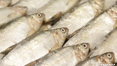 Практические механизмы производственного контроля могут быть выработаны только на практике. Своеобразной зоной испытания, по мнению экспертов, станет аквакультура. Здесь этот вид контроля уже готовится к внедрению. Фото: Андрей Заржецкий