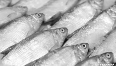 Практические механизмы производственного контроля могут быть выработаны только на практике. Своеобразной зоной испытания, по мнению экспертов, станет аквакультура. Здесь этот вид контроля уже готовится к внедрению. Фото: Андрей Заржецкий