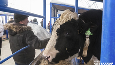 Таких красавцев-бычков, от которых получается прекрасное высокопродуктивное потомство, можно было увидеть на прошедшей в рамках Сибирского агропродовольственного форума выставке племенных животных «Сила Сибири». Фото: Андрей Заржецкий