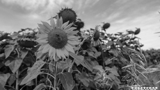 Фото: архив ИД «Советская Сибирь»