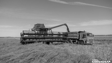 Рапс — перспективная высокомаржинальная масличная культура, все больше аграриев региона отдают предпочтение именно ей. Продукт переработки рапса — жмых к тому же отличный корм для сельскохозяйственных животных. Фото: Андрей Заржецкий