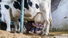 Незаконная перевозка домашнего скота без сопровождающих ветдокументов — боль полиции и Россельхознадзора. С начала года на федеральных трассах Новосибирской, Томской и Кемеровской областей досмотрено более пяти тысяч автомашин, в результате 398 голов КРС вернули отправителям. Такая ситуация создает реальную угрозу распространения опасных болезней. Для нарушителей предусмотрена административная и уголовная ответственность. Фото: архив ИД «Советская Сибирь»