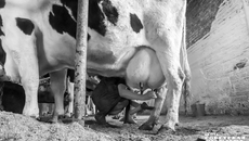 Незаконная перевозка домашнего скота без сопровождающих ветдокументов — боль полиции и Россельхознадзора. С начала года на федеральных трассах Новосибирской, Томской и Кемеровской областей досмотрено более пяти тысяч автомашин, в результате 398 голов КРС вернули отправителям. Такая ситуация создает реальную угрозу распространения опасных болезней. Для нарушителей предусмотрена административная и уголовная ответственность. Фото: архив ИД «Советская Сибирь»