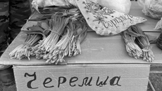 В некоторых регионах России черемша внесена в Красную книгу. Фото: архив ИД «Советская Сибирь»