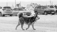 Фото: Андрей Заржецкий